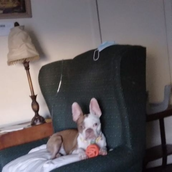 Meet your Posher, Joey - Picture 1 of 1